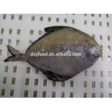 Frozen Black Pomfret mar capturado